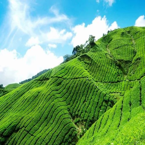 darjeeling tea garden